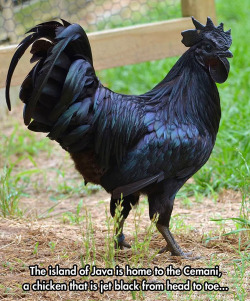 This chicken is so metal.