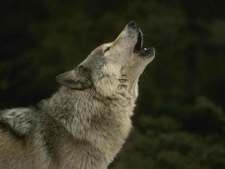 wolfsspuren-x:  Flickr Ricerca: wolf auf We Heart It. http://weheartit.com/entry/64131306/via/isabella_foltranammaccaba