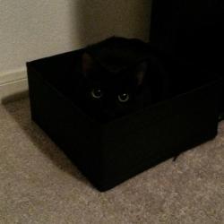alcomol:awwww-cute:  Catmouflage  why does this cube have eyes