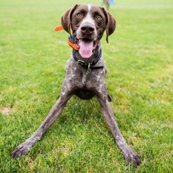 thedogist:  Eli, German Shorthaired Pointer (3 y/o), Newport