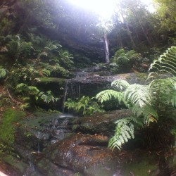 setbabiesonfire:nickjamesbxtch:Bushwalking #bluemountains  Envious.