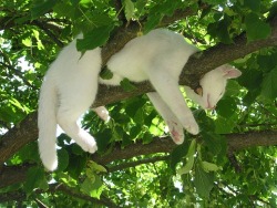 caterville:  Just Hanging Out 