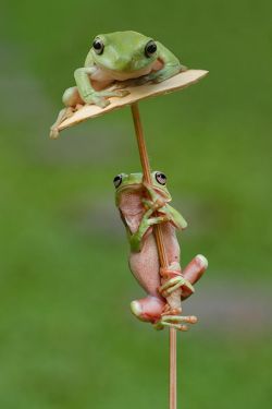 ronbeckdesigns:  ~~waiting for a friend ~ frog friends by Ellena