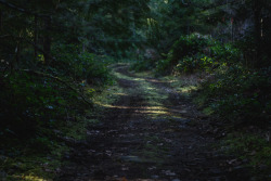 darkcoastphotography:  Haslam Trail, TransCanada Trail, Vancouver