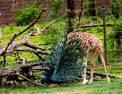 dailyanimals:  [x] 