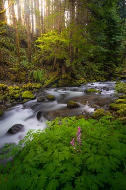 sublim-ature:  Mt. Rainier NP, WashingtonBogdan Vasilić 