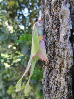 fyeahcutemoths: astralbodyandmind:  I found these moths separately,