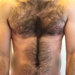 manlybush:Hairy chest perfection 😍😍😍