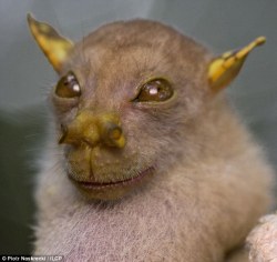 sixpenceee:  The Yoda BatIn 2010, a tube-nosed fruit bat with