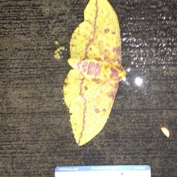 Big moth again with a crop #photosbyphelps  #mothra  #toolatesecurity