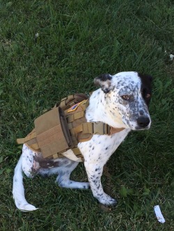 military-life:  My retired military work dog Oreo  Need one of