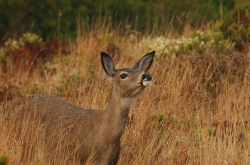 fuckyeahungulates:  Mule Deer (Odocoileus hemionus)