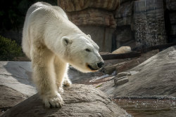 sdzoo:  Polar Bear Stroll by Helene Hoffman 