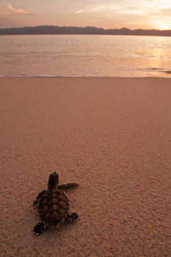 wonderous-world:  Almost home by Steve De Neef 