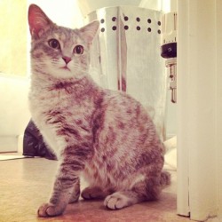 astealerofhearts:  HELP! My lovely Luna has gone missing in the