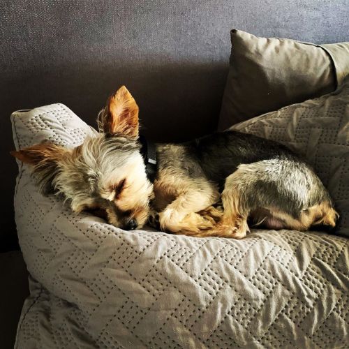 Sleeping 💤 “precious angel.” Lol 😂 #pepe #yorkiesofinstagram