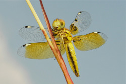 sinobug:  Female Asian Widow or Blue-Tailed Yellow Skimmer (Palpopleura