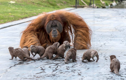 babyanimalgifs:  Orangutans Befriend Otters That Often Swim Through