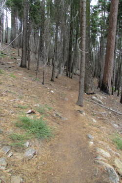 letsbeforestfriends:  a hiking trail in sequoia national forest,