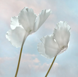 jgrantimages: “White Cyclamen” from my “Pie In The Sky”