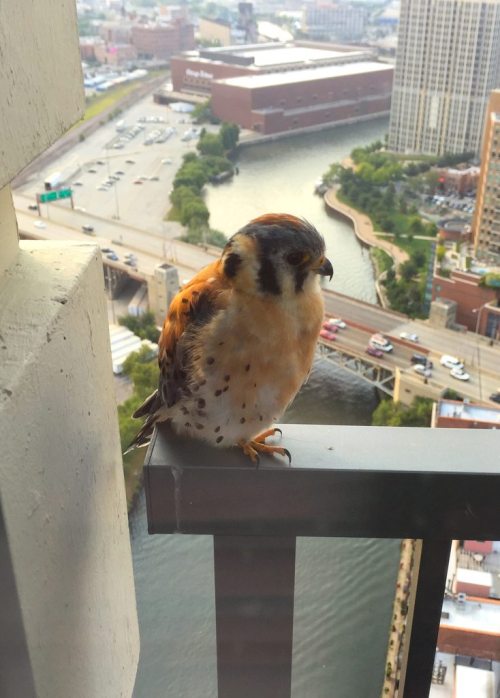 cute-overload:  Baby falcon landed right outside my window today (34 floors above the Chicago River)http://cute-overload.tumblr.com source: http://imgur.com/r/aww/qfLls9F  Too dope