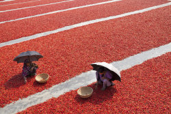 theeconomist:    Women sort red chili peppers to dry in the sun