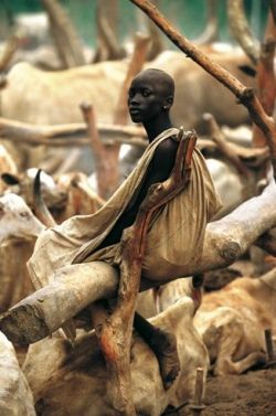 planetvalium:  “The Dinka believe that their animals are a