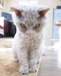 catsbeaversandducks:  Behold, Mortals! The New Grumpy Cat Is