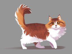 geniusbee:  Day one of Animal February! A Norwegian Forest cat