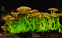 nubbsgalore:  among bioluminescent organisms, fungi are the most