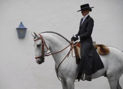 classical-equitation:  I don’t care what anyone says, horses