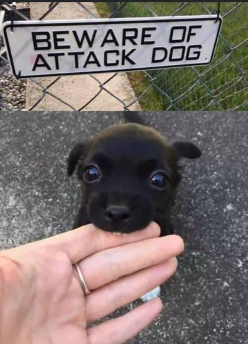 hunnybunnysworldblog:  Puppy power 💋