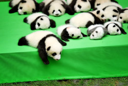 misjudgments:  baby panda fell off the stage and my heart meltedsource