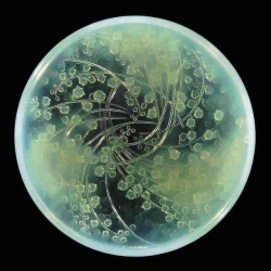 eyesaremosaics:  Rene Lalique