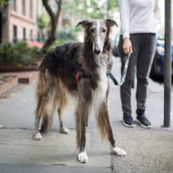 thedogist:  Atticus, Borzoi (5 y/o), 20th & Gramercy Park