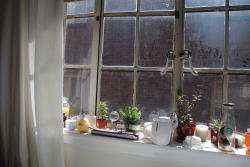 flowery-hedgehogs:  more of my windowsill 