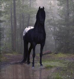 megarah-moon: smw006:  This looks like the type of horse that