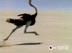 pbsnature:  The ostrich’s powerful legs allow it to reach speeds