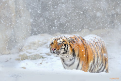 llbwwb:  (via 500px / Siberian tigers and snow by Ryu Jong soung)
