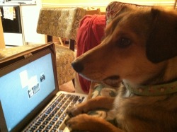 corgiaddict:  Dany the corgi mix working hard on the computer. 