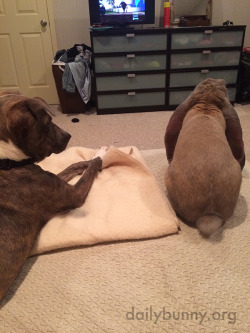 dailybunny:  Bunny Pretends to Not Notice the New Dog Thanks,