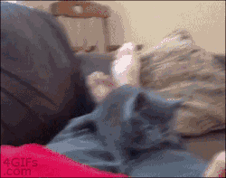 writerman-js:  (via Kitten-scared-finger-flick)