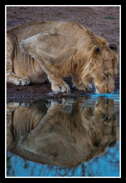 glamboyl:  The Water’s Edge - Lion by Keith Connelly, Giraffe