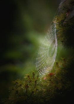 sequence4:  (via Morning Dew by Julie Cortens / 500px)