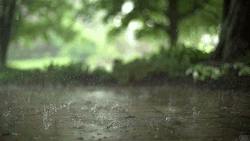 chicagolovestaylor:windtravler:  Here is some satisfying rain