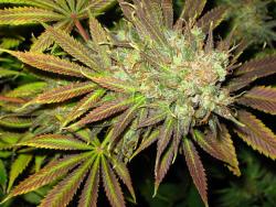 darthweeder420:  Trainwreck