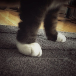 cute-overload:  So I heard it was kitten paw appreciation?http://cute-overload.tumblr.com