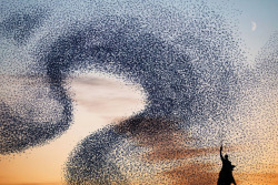 taktophoto:  Stunning Photos of Starling Murmurations that Aren’t