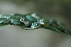 Safety in numbers (Tree Frogs)
