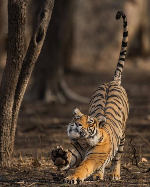 big-catsss:(by gauravramnarayanan)